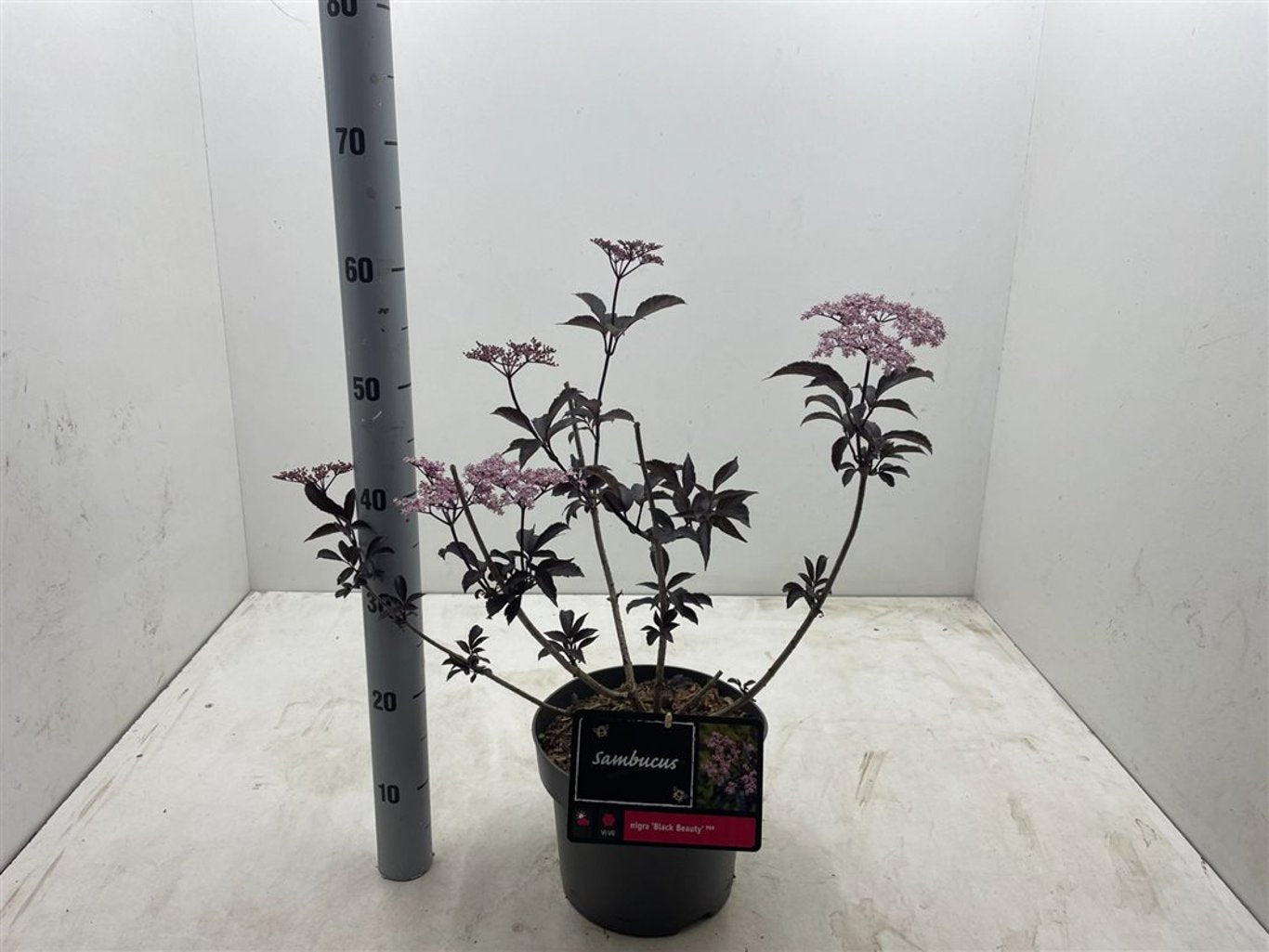 Sambucus nigra 'Black Beauty' ® - C5
